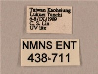 棕綠背線天蛾藏品圖，第3張