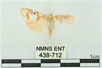 臺雪苔蛾藏品圖，第1張