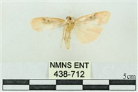 臺雪苔蛾藏品圖，第2張