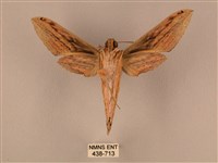 棕綠背線天蛾藏品圖，第2張