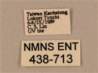 棕綠背線天蛾藏品圖，第3張