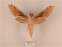 棕綠背線天蛾藏品圖，第2張