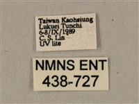 棕綠背線天蛾藏品圖，第3張