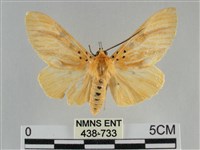 橙擬燈蛾藏品圖，第1張