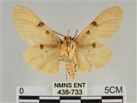 橙擬燈蛾藏品圖，第2張