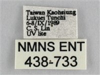 橙擬燈蛾藏品圖，第3張