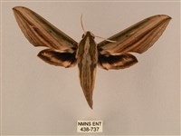 棕綠背線天蛾藏品圖，第1張