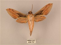 棕綠背線天蛾藏品圖，第2張