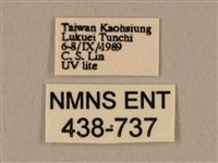 棕綠背線天蛾藏品圖，第3張