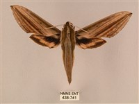 棕綠背線天蛾藏品圖，第1張