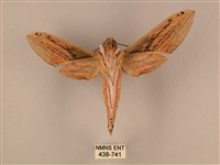 棕綠背線天蛾藏品圖，第2張