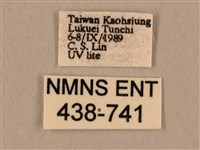 棕綠背線天蛾藏品圖，第3張