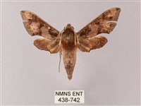 雙斑白肩天蛾藏品圖，第1張