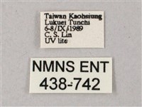 雙斑白肩天蛾藏品圖，第3張