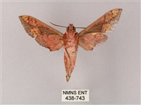 雙斑白肩天蛾藏品圖，第2張