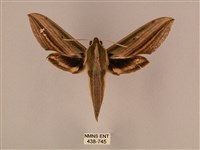 棕綠背線天蛾藏品圖，第1張