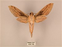 棕綠背線天蛾藏品圖，第2張