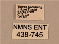 棕綠背線天蛾藏品圖，第3張