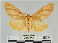 橙擬燈蛾藏品圖，第1張