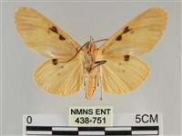 橙擬燈蛾藏品圖，第2張