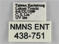 橙擬燈蛾藏品圖，第3張