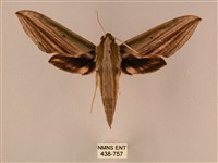 棕綠背線天蛾藏品圖，第1張