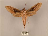 棕綠背線天蛾藏品圖，第2張