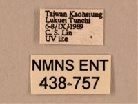 棕綠背線天蛾藏品圖，第3張