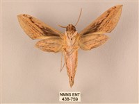 棕綠背線天蛾藏品圖，第2張