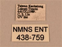 棕綠背線天蛾藏品圖，第3張