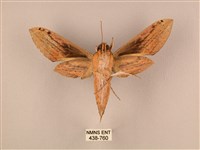 棕綠背線天蛾藏品圖，第2張