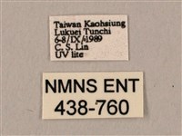 棕綠背線天蛾藏品圖，第3張