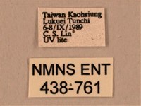 棕綠背線天蛾藏品圖，第3張