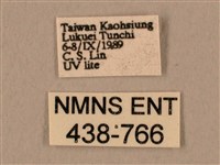 棕綠背線天蛾藏品圖，第3張