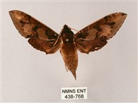 雙斑白肩天蛾藏品圖，第1張