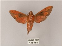 雙斑白肩天蛾藏品圖，第2張