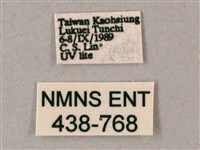 雙斑白肩天蛾藏品圖，第3張