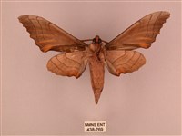 栗六點天蛾藏品圖，第2張