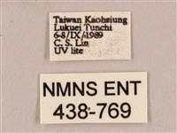 栗六點天蛾藏品圖，第3張