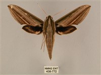 棕綠背線天蛾藏品圖，第1張