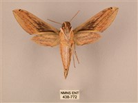 棕綠背線天蛾藏品圖，第2張