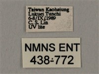 棕綠背線天蛾藏品圖，第3張