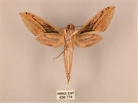 棕綠背線天蛾藏品圖，第2張