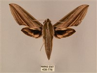 棕綠背線天蛾藏品圖，第1張