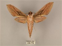 棕綠背線天蛾藏品圖，第2張