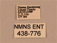 棕綠背線天蛾藏品圖，第3張