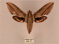 棕綠背線天蛾藏品圖，第1張