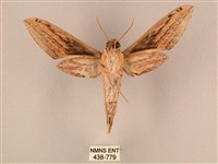 棕綠背線天蛾藏品圖，第2張