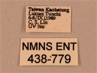 棕綠背線天蛾藏品圖，第3張