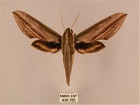 棕綠背線天蛾藏品圖，第1張